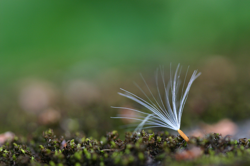 If all things in our world are coming from the ripening of karmic seeds